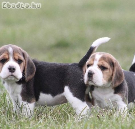 Beagle
