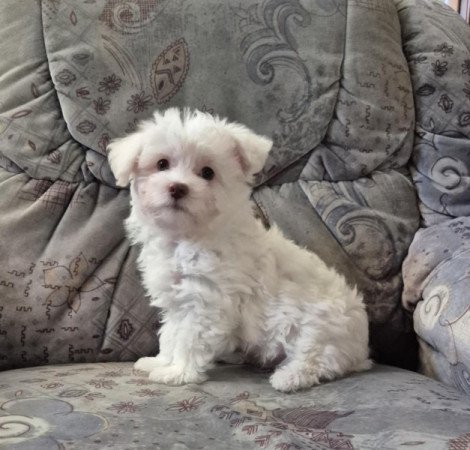 Bichon havanese