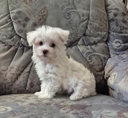 Bichon havanese