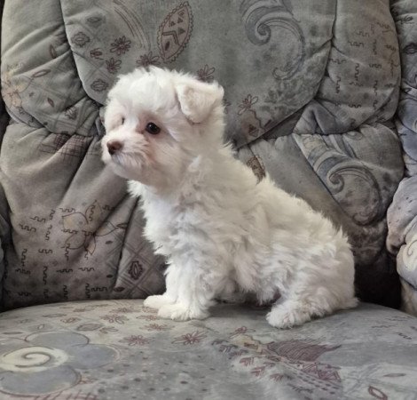 Bichon havanese