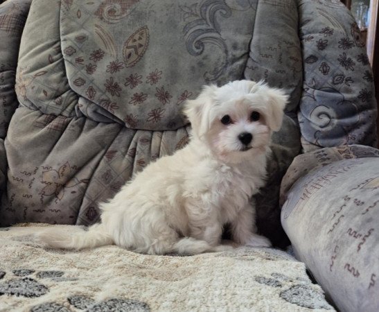 Bichon havanese