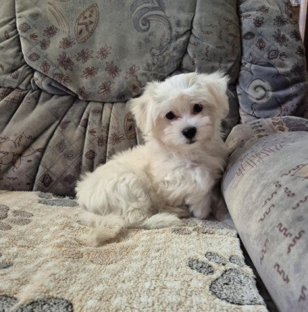 Bichon havanese