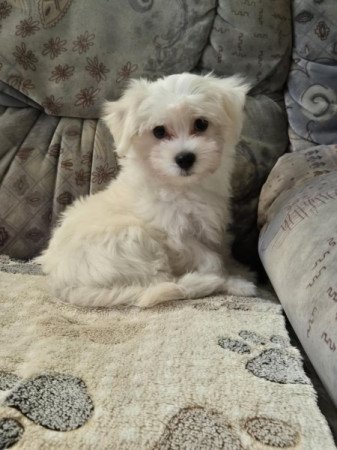 Bichon havanese