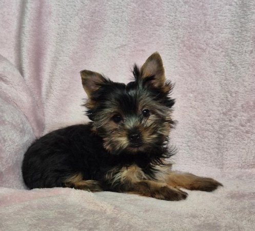 Yorkshire terrier