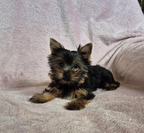 Yorkshire terrier