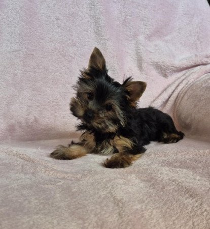 Yorkshire terrier