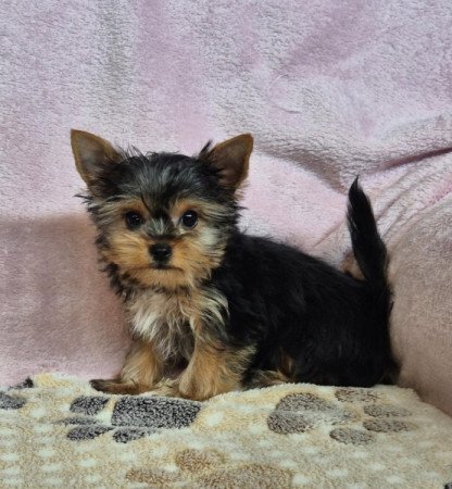 Yorkshire terrier