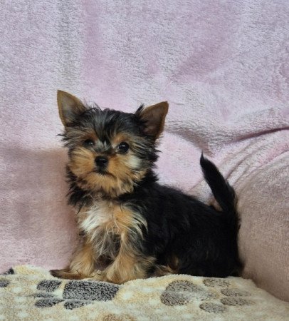 Yorkshire terrier