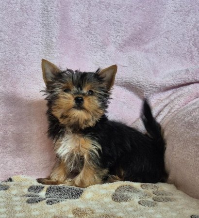 Yorkshire terrier