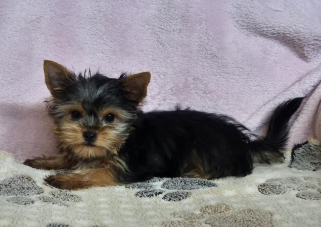 Yorkshire terrier