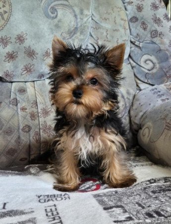 Yorkshire terrier
