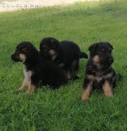 Német juhász kiskutyák