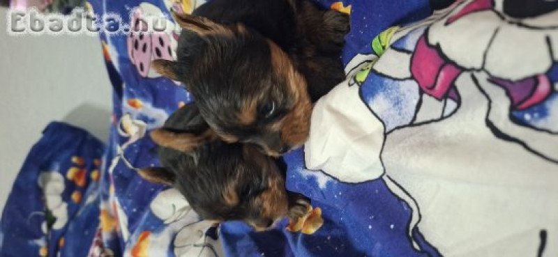 Eladó Yorkshire terrier  kislány kisfiú
