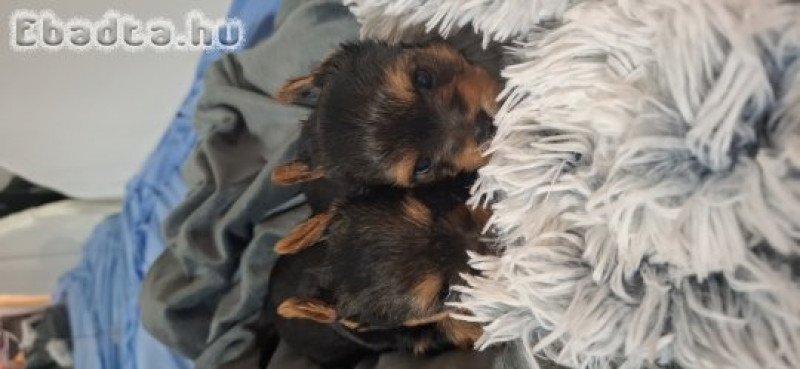 Eladó Yorkshire terrier  kislány kisfiú