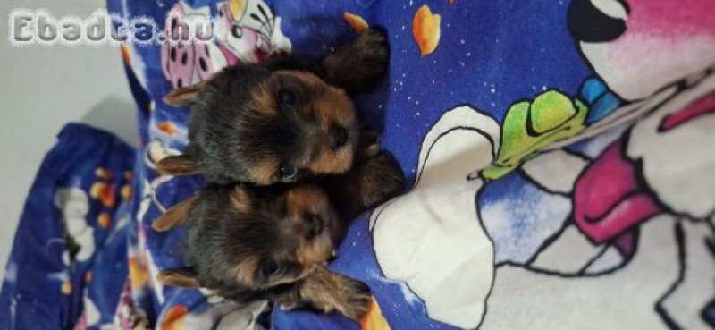 Eladó Yorkshire terrier  kislány kisfiú