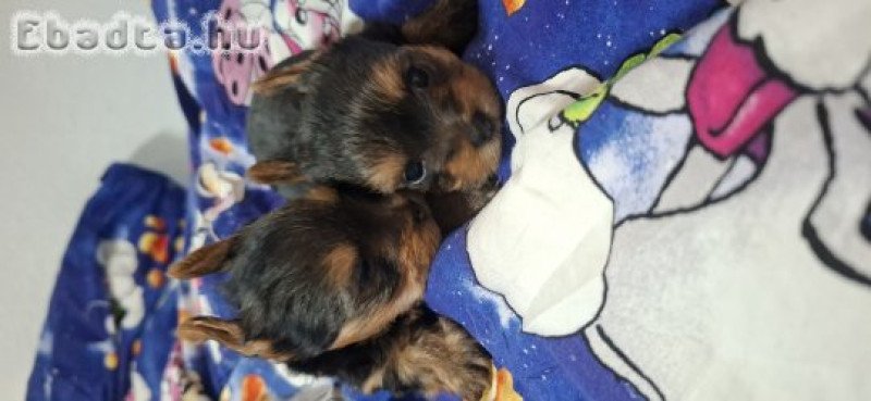 Eladó Yorkshire terrier  kislány kisfiú