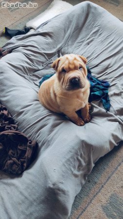 Shar pei kölyök