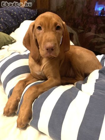 Gyönyörű vizsla kislány