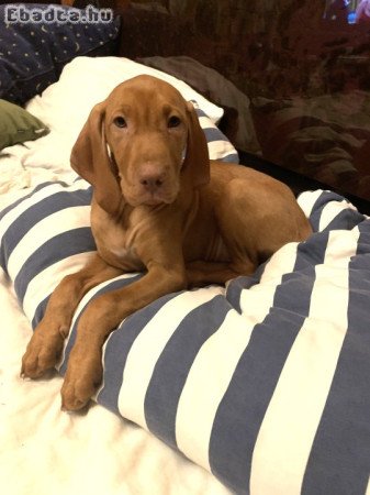 Gyönyörű vizsla kislány