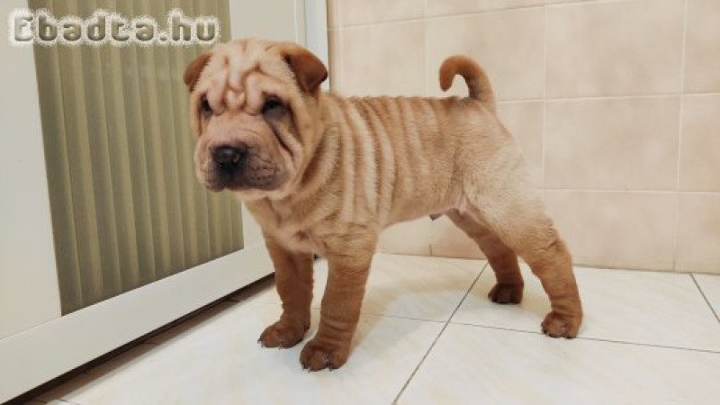 Shar pei kölyök