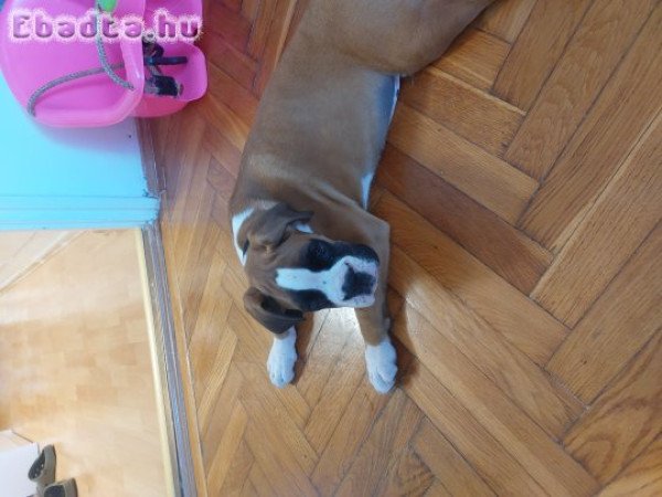 Boxer kan kölyök