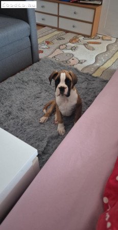 Boxer kan kölyök