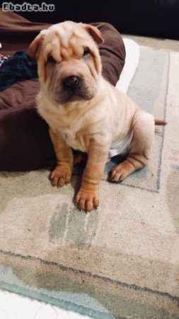 Shar pei kölyök