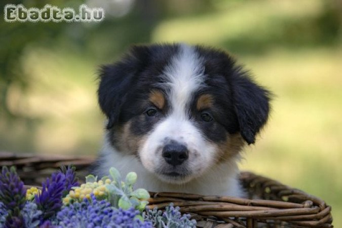 Border collie-Border collie puppies
