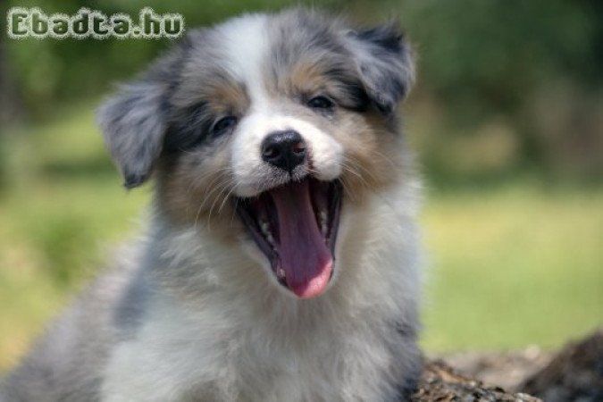 Border collie-Border collie puppies