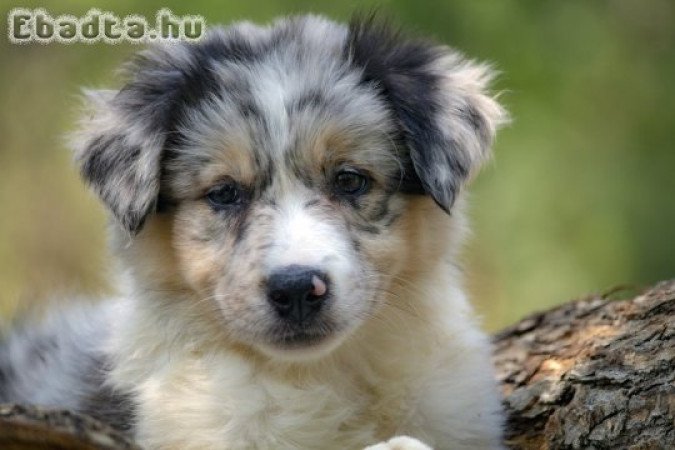 Border collie-Border collie puppies