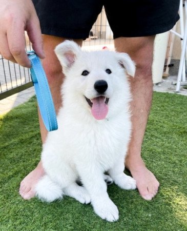 Svájci fehér juhászkutya