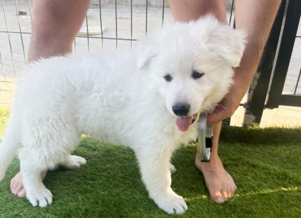 Svájci fehér juhászkutya