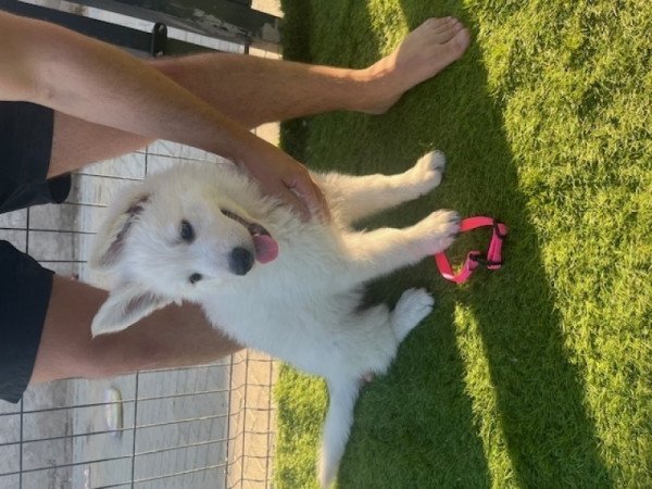 Svájci fehér juhászkutya