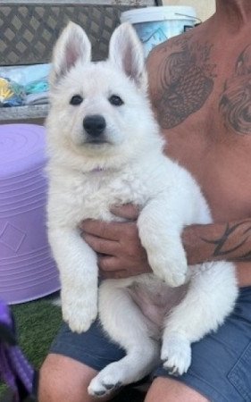 Svájci fehér juhászkutya