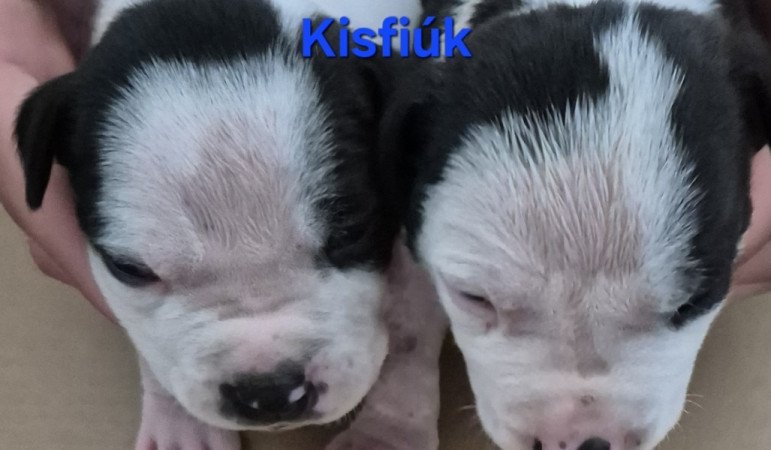 Staffordshire terrier