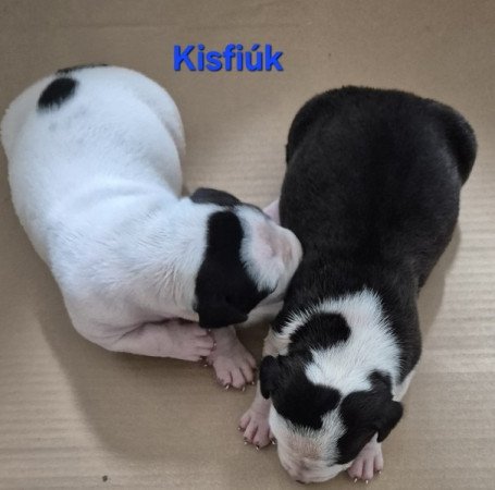 Staffordshire terrier