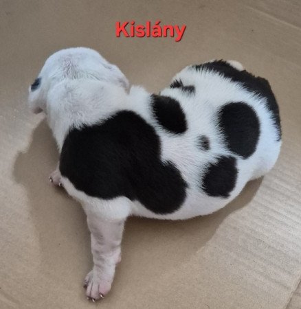 Staffordshire terrier