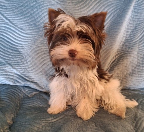 Biró yorkshire terrier