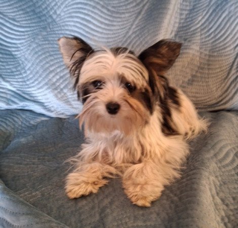 Biewer yorkshire terrier