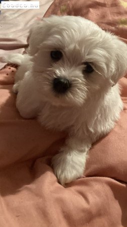 8 hetes Mini hófehér maltai selyem fiú kiskutya