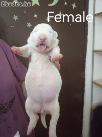 Sinai State Kennel New Litter