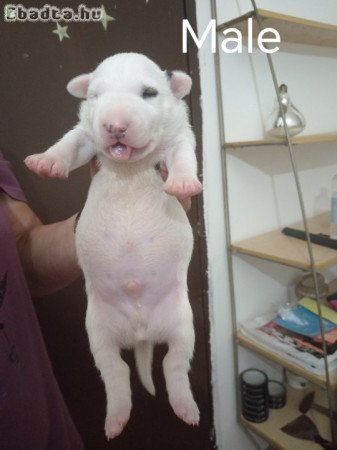 Sinai State Kennel New Litter