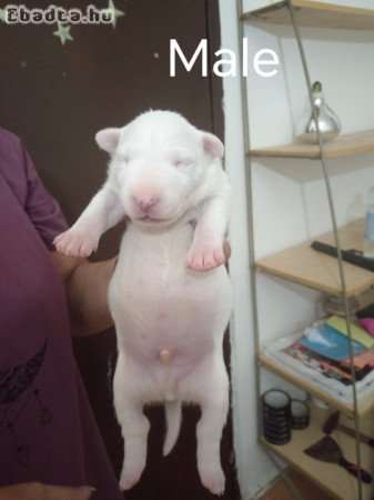 Sinai State Kennel New Litter