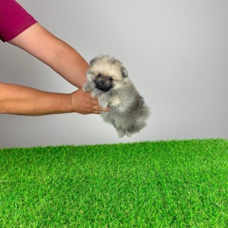 Pomerániai törpespitz