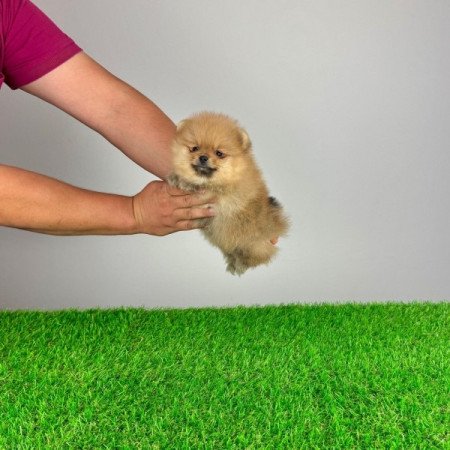 Pomerániai törpespitz