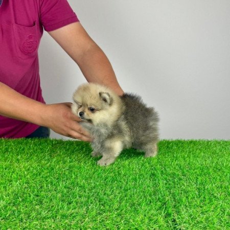 Pomerániai törpespitz