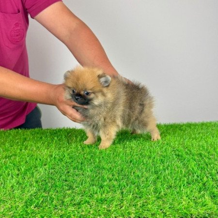 Pomerániai törpespitz