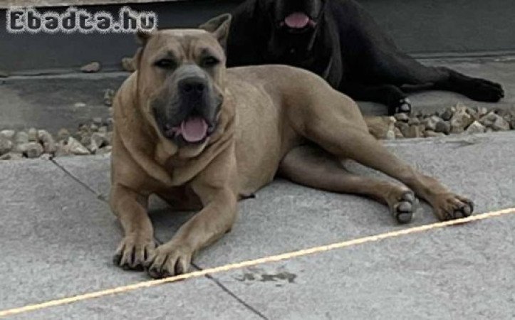 Eladó cane corso