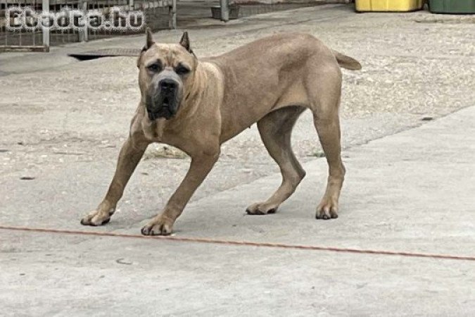 Eladó cane corso