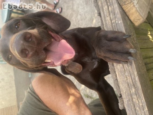 Ingyen elvihető német vizsla kan kutya 2éves
